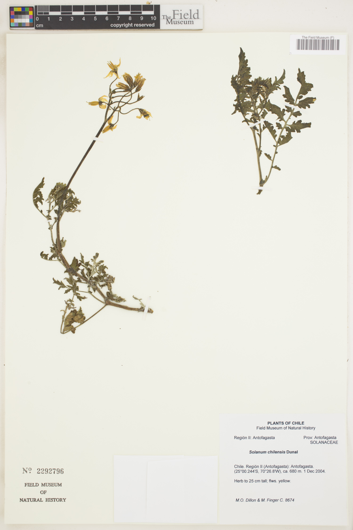 Solanum chilense image