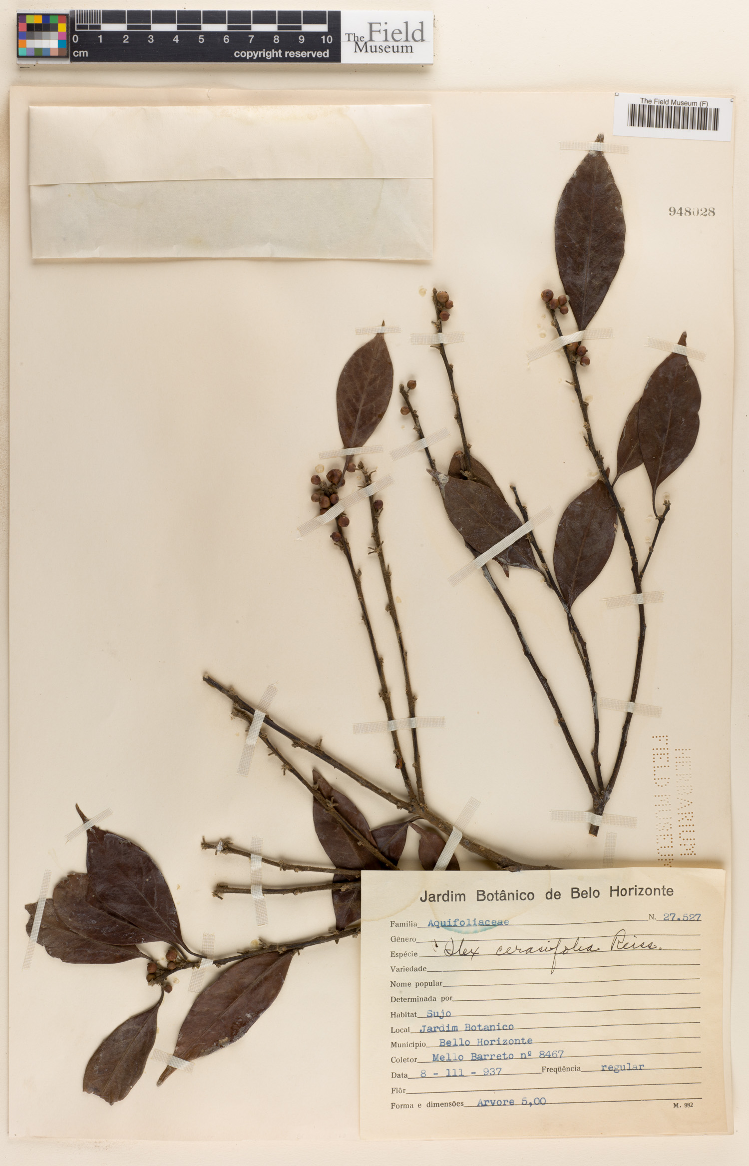 Ilex cerasifolia image