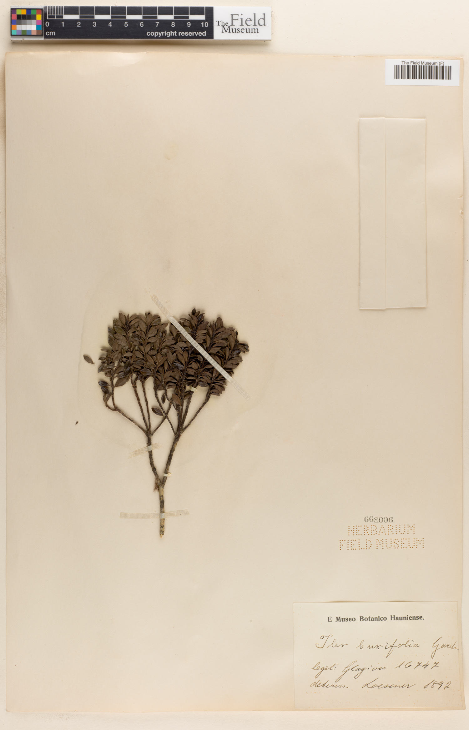 Ilex buxifolia image