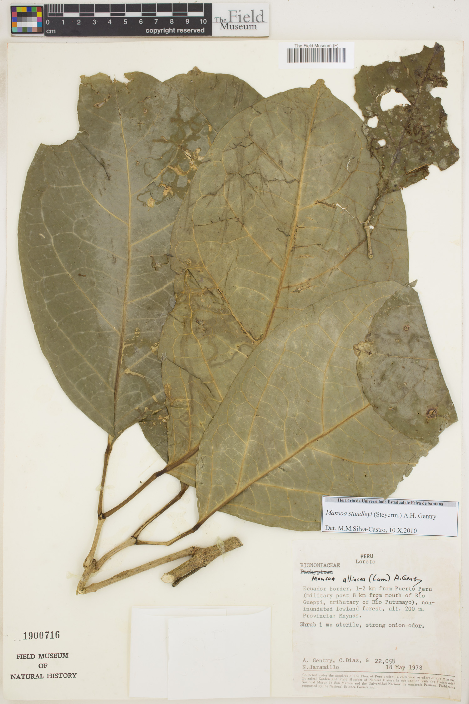 Mansoa standleyi image