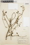 Mansoa parvifolia image