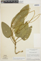Macroptilium monophyllum image