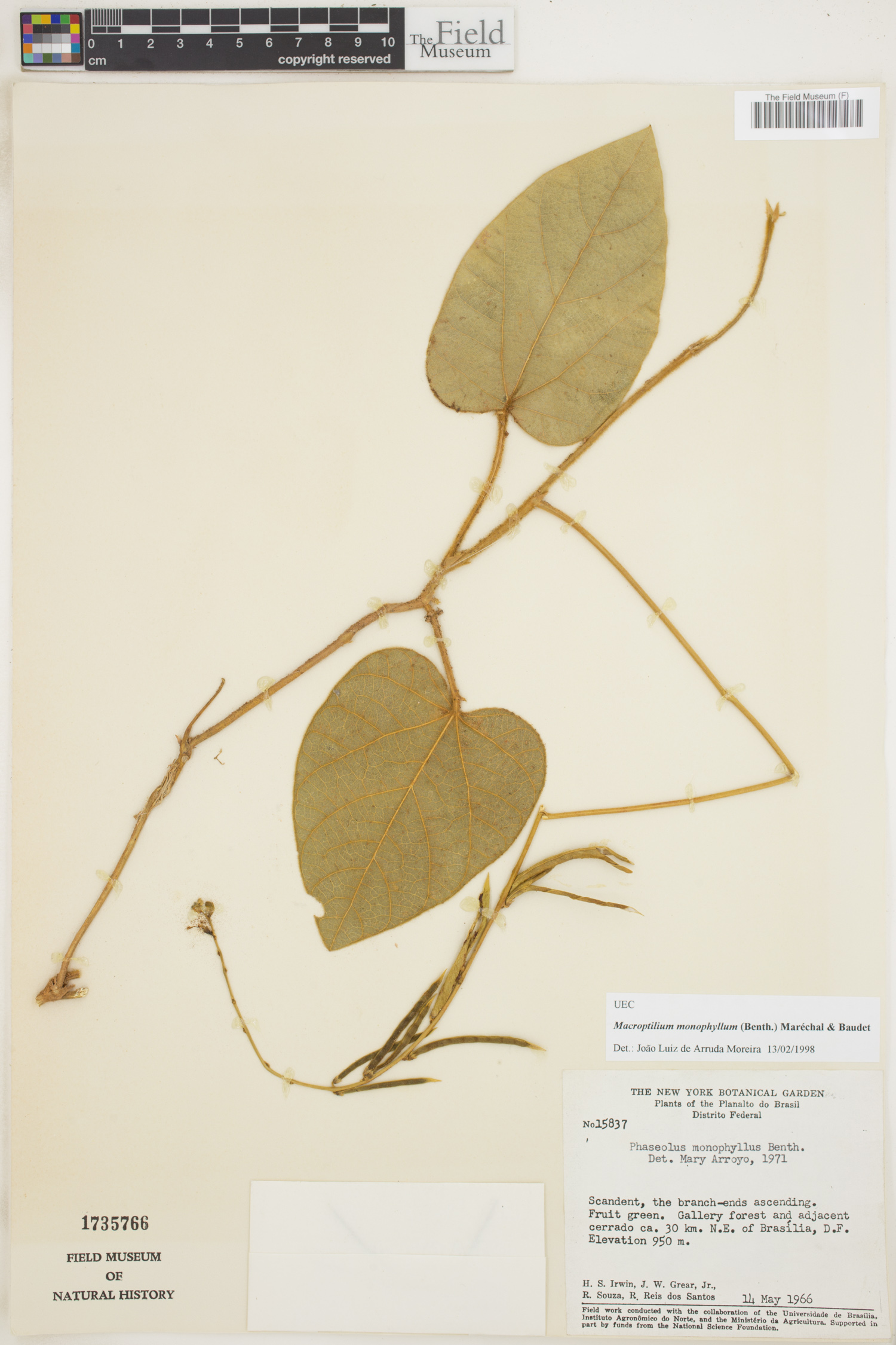 Macroptilium monophyllum image