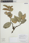 Monteverdia planifolia image