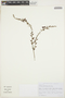 Krameria grandiflora image