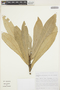 Conchocarpus gaudichaudianus image