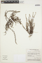 Paronychia camphorosmoides image