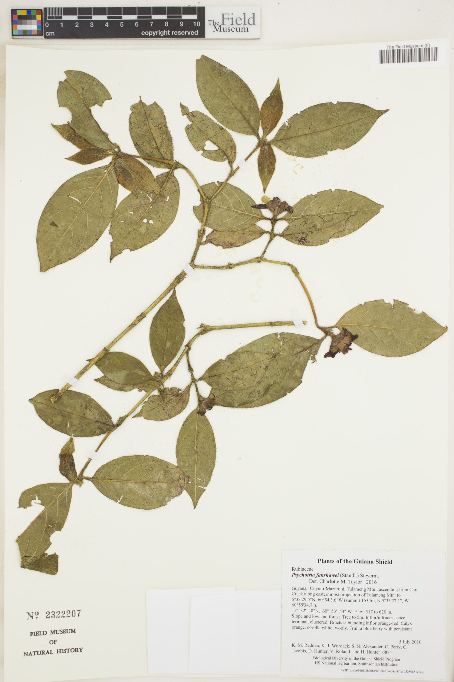 Psychotria fanshawei image