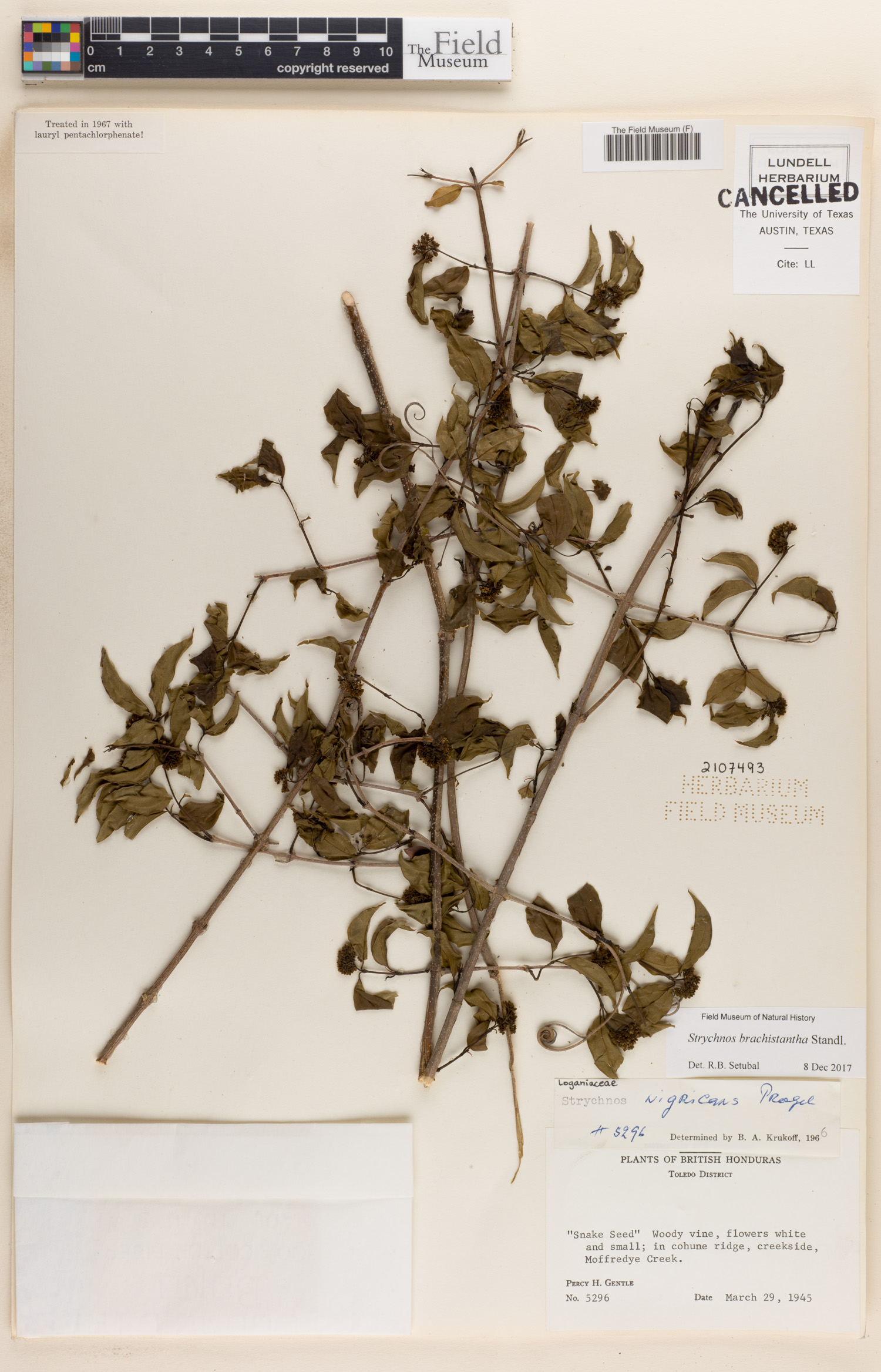 Strychnos brachistantha image