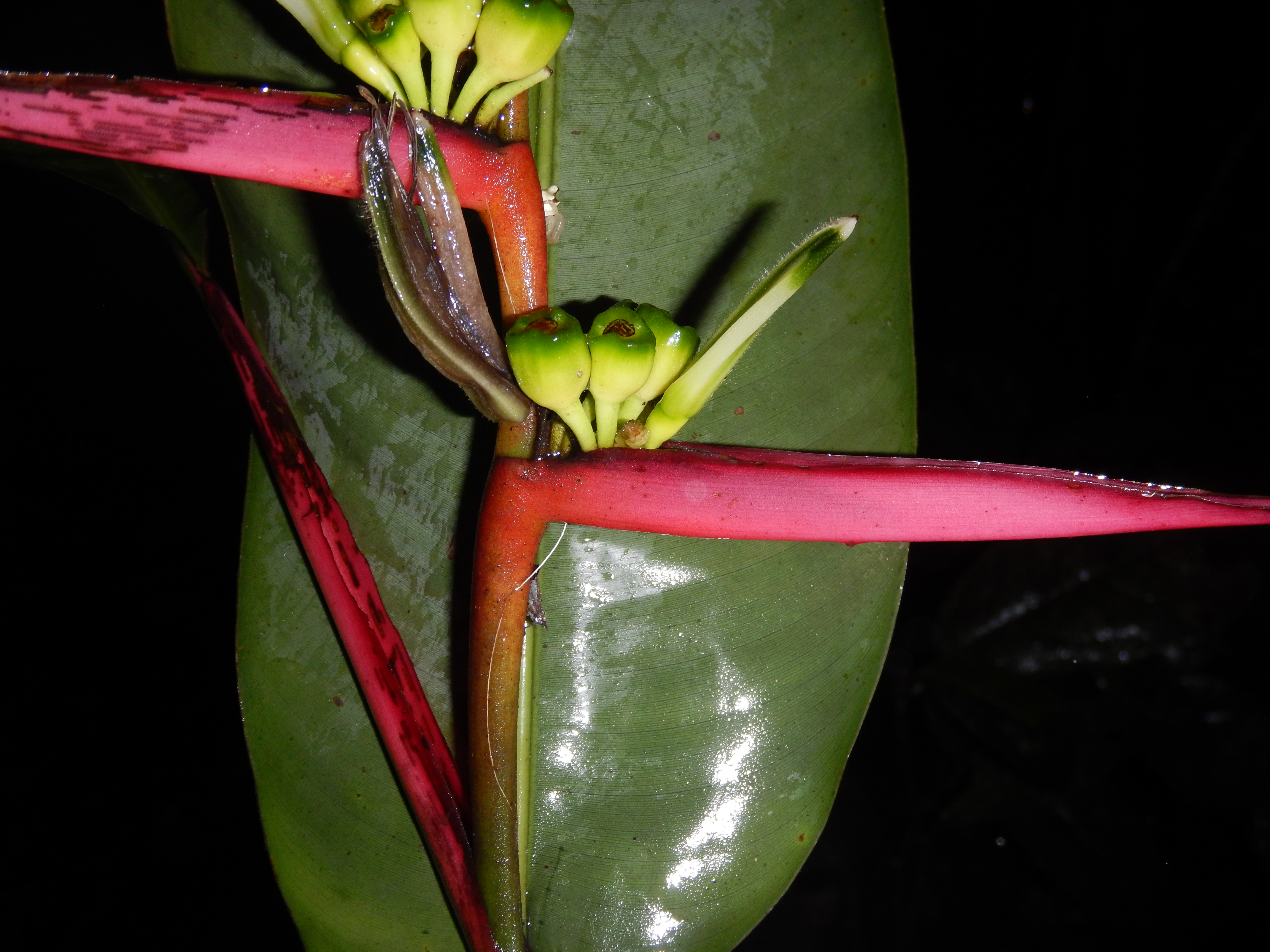 Heliconia lasiorachis image