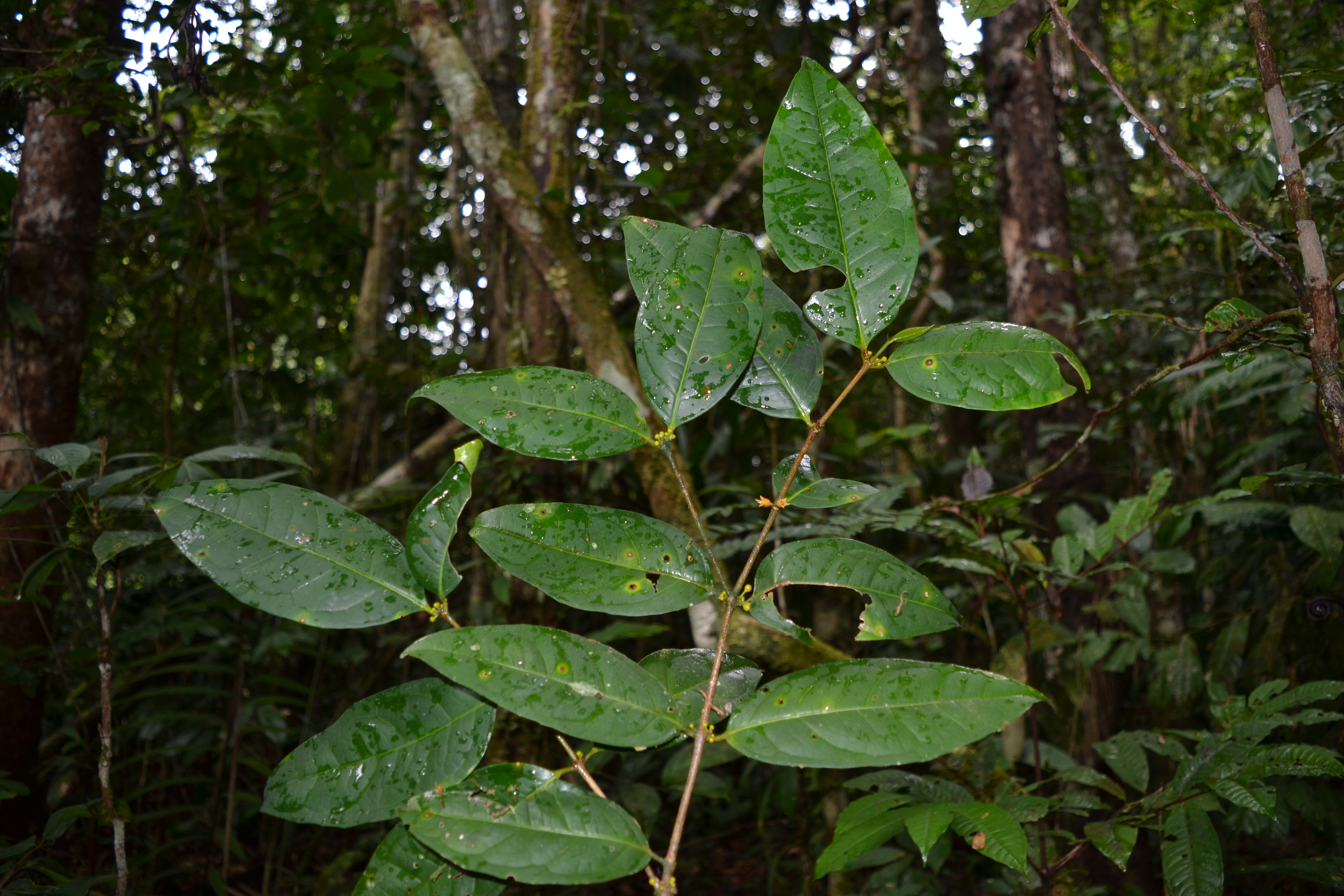 Cassipourea peruviana image