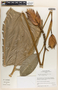 Heliconia episcopalis image