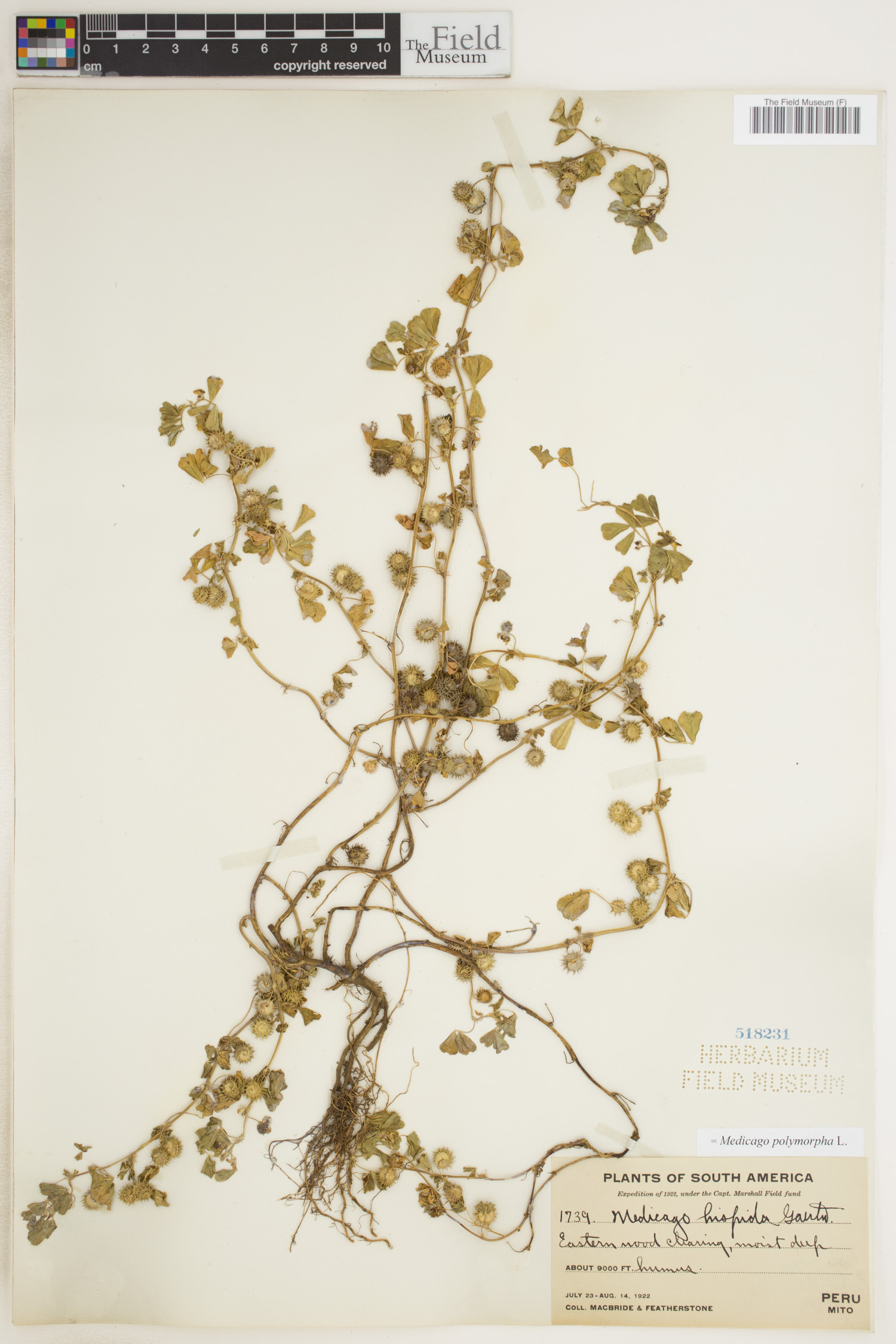 Medicago polymorpha image