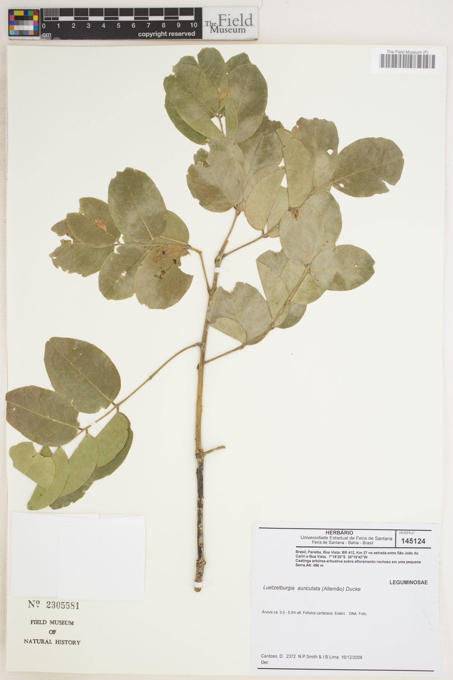 Luetzelburgia auriculata image