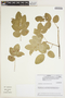 Luetzelburgia auriculata image