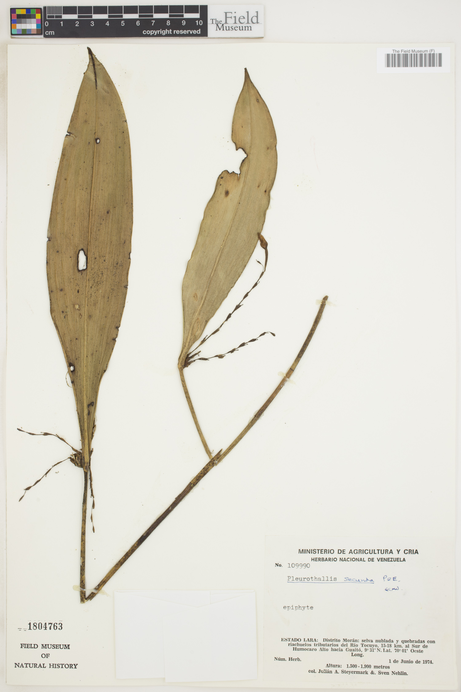 Pleurothallis secunda