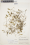 Acianthera angustifolia image