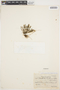 Acianthera sonderiana image