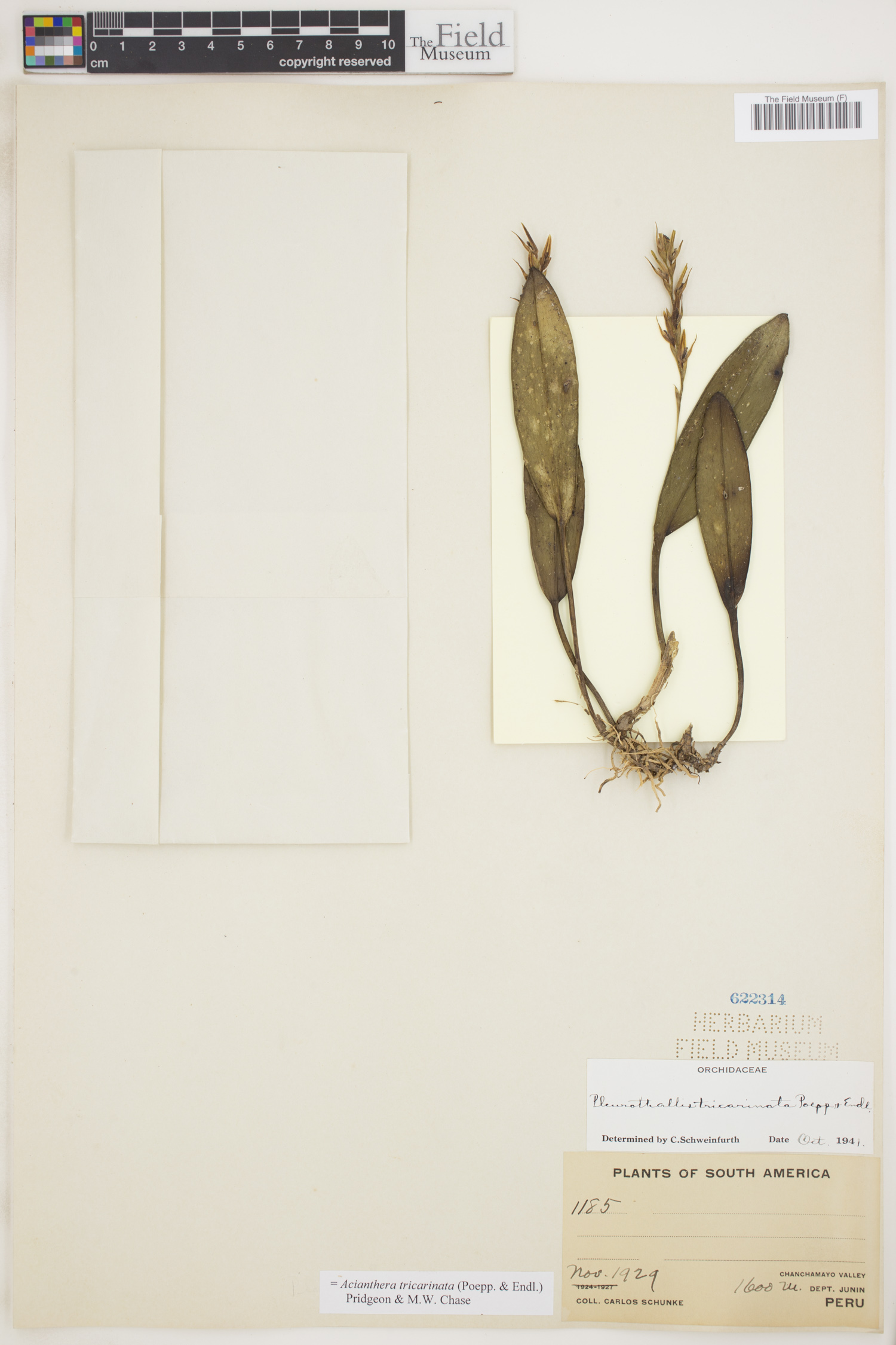 Acianthera tricarinata image