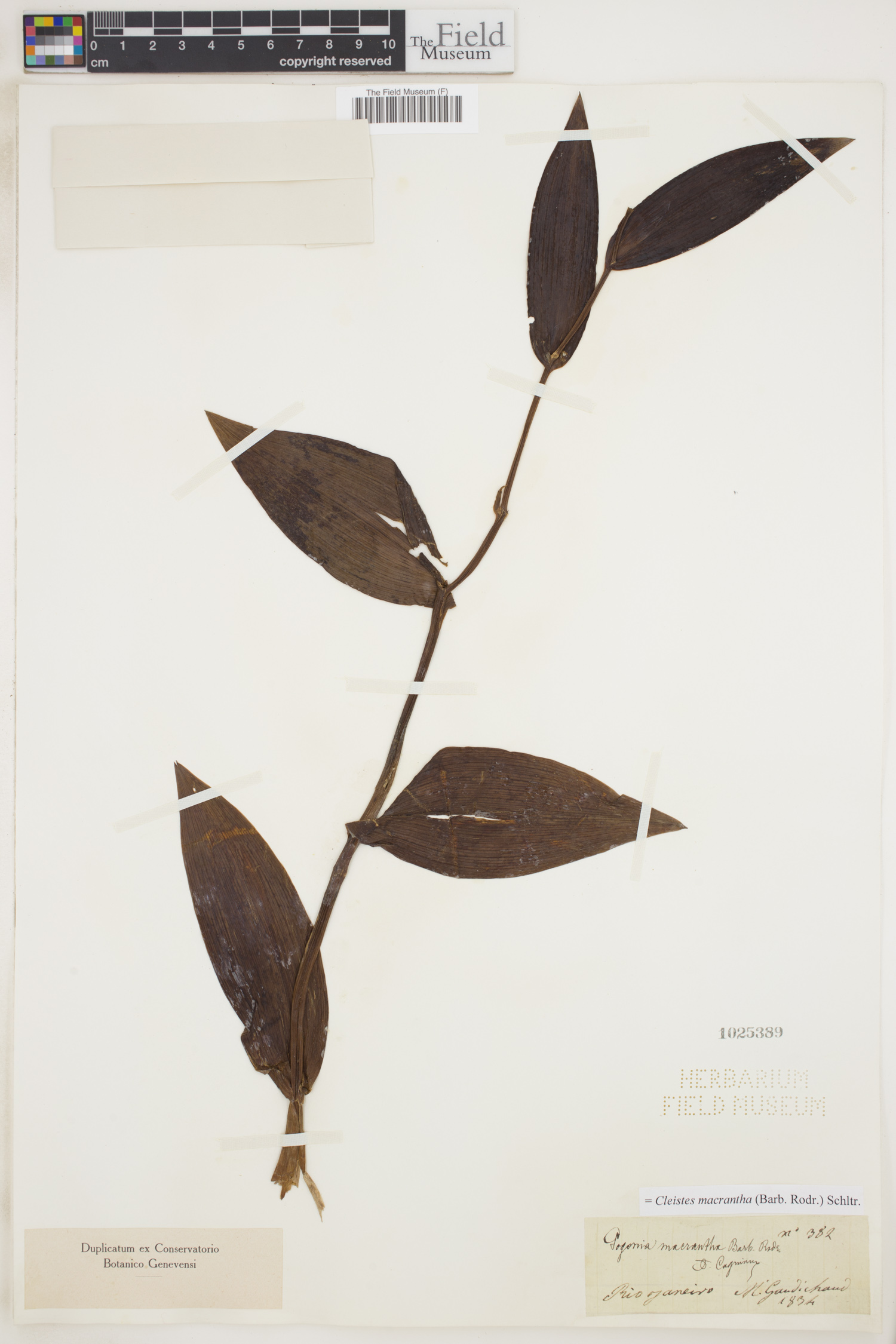 Cleistes macrantha