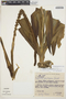 Prescottia plantaginifolia image