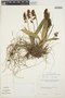 Rodriguezia lanceolata image