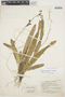 Rodriguezia lanceolata image