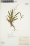 Oncidium hymenanthum image
