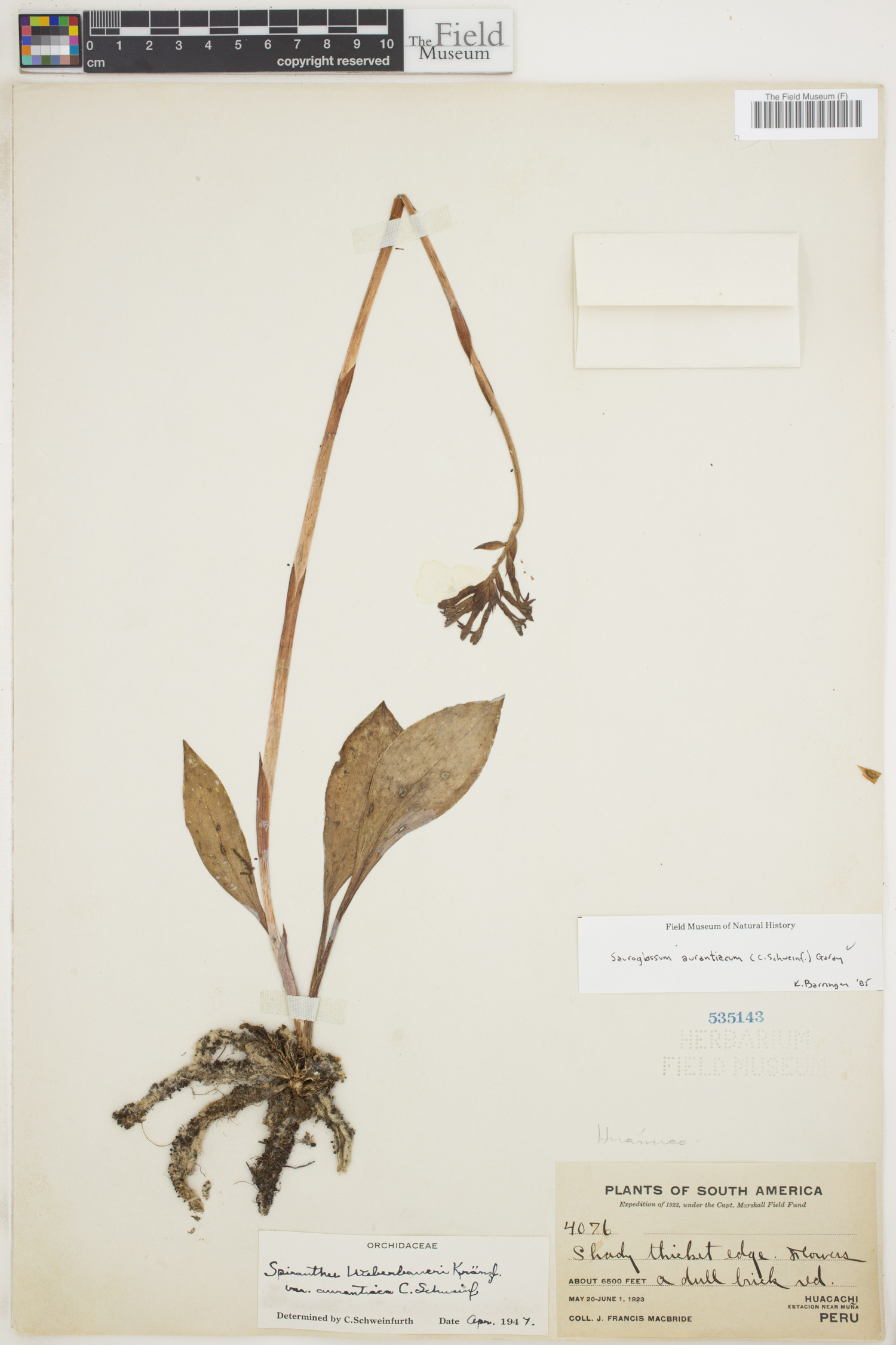 Sauroglossum aurantiacum image
