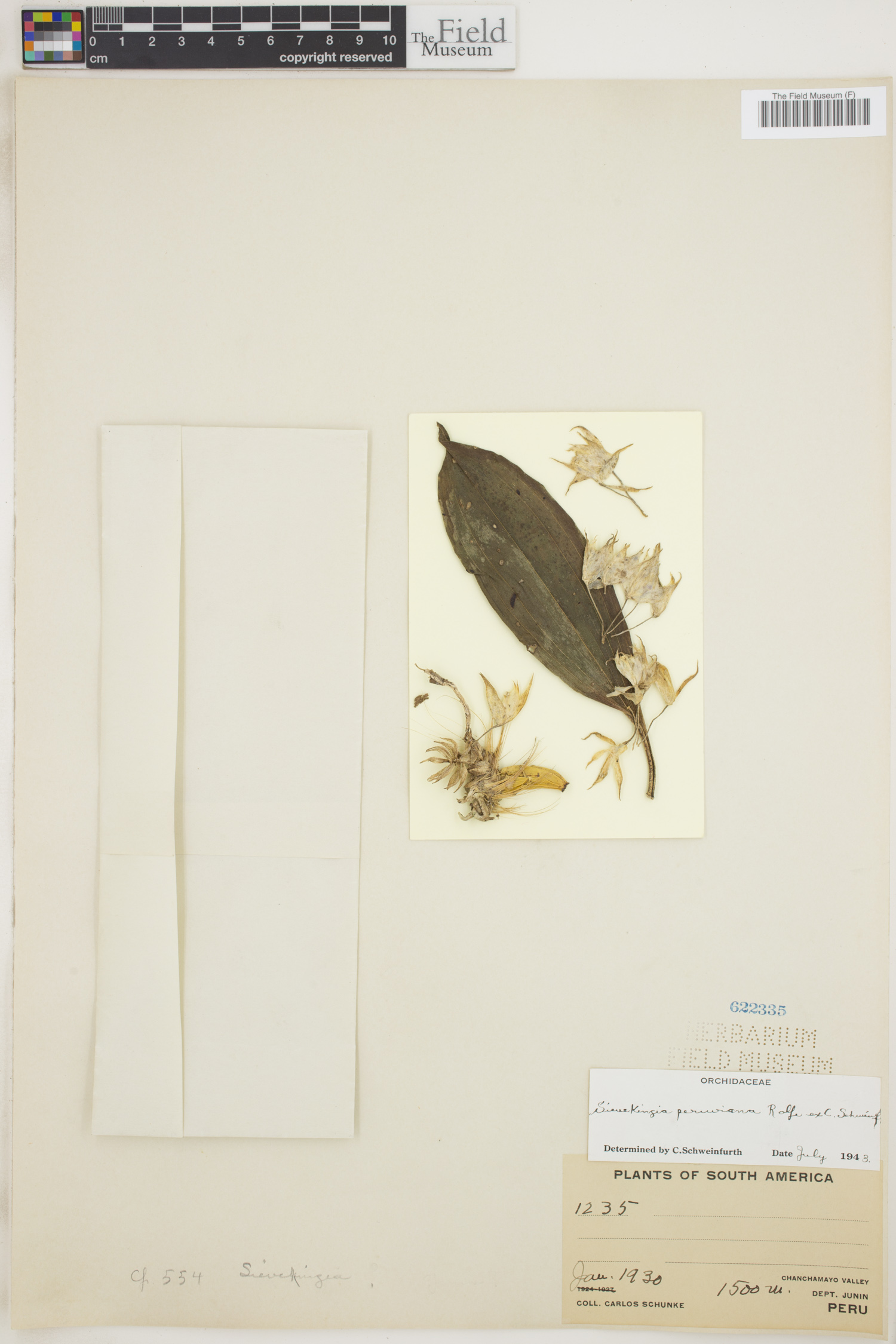 Sievekingia peruviana image
