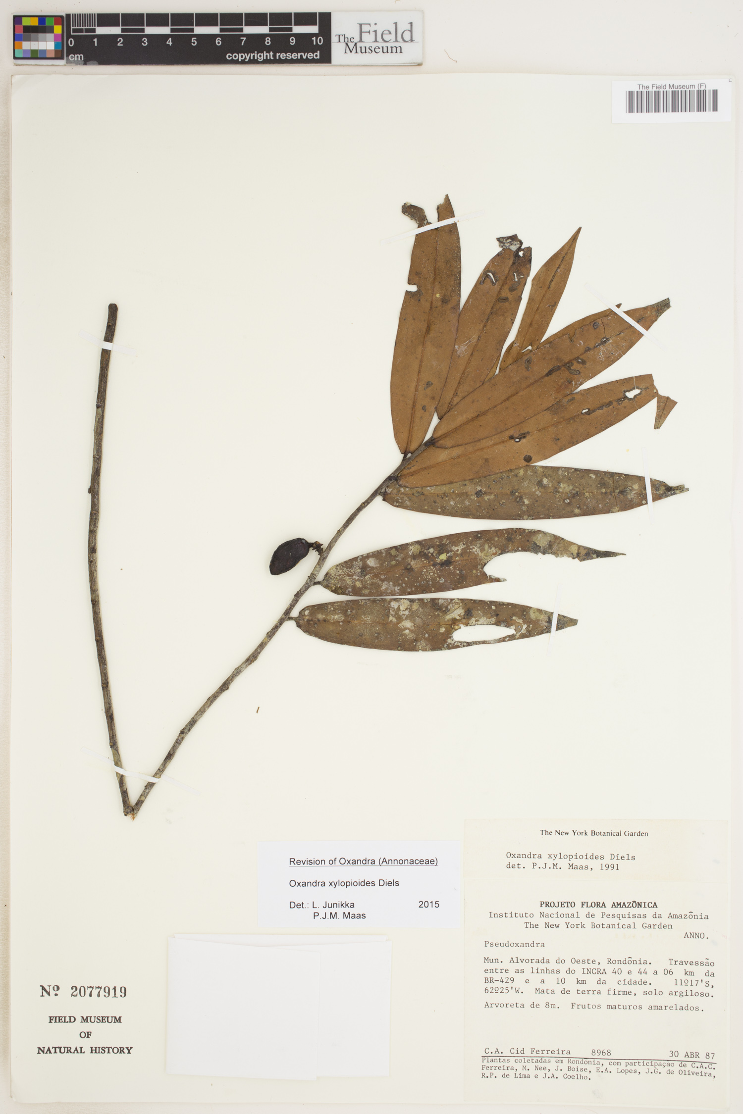 Oxandra xylopioides image