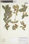 Crinodendron hookerianum image