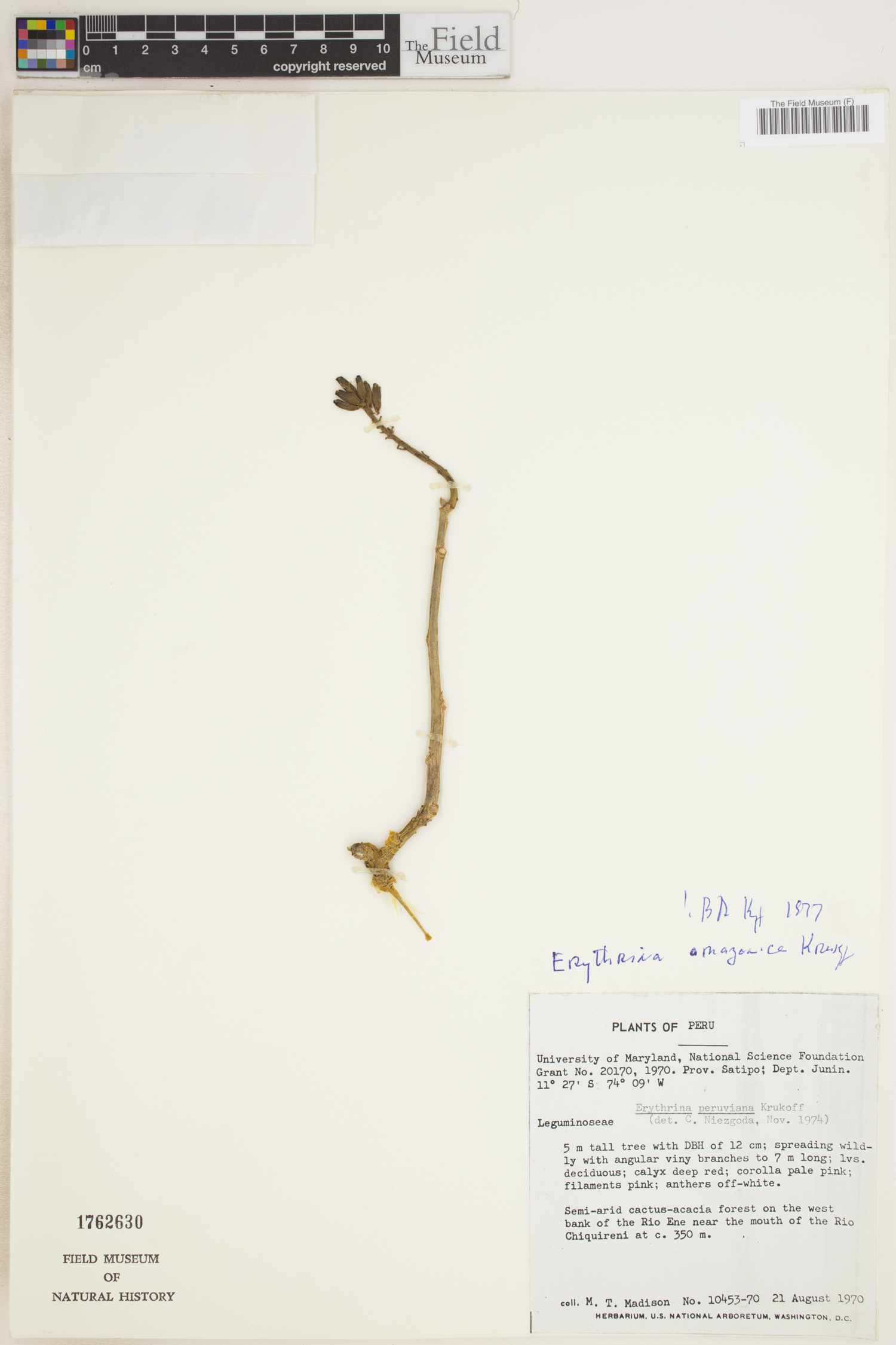 Erythrina amazonica image