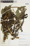 Erythrina amazonica image