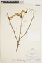 Erythrina dominguezii image