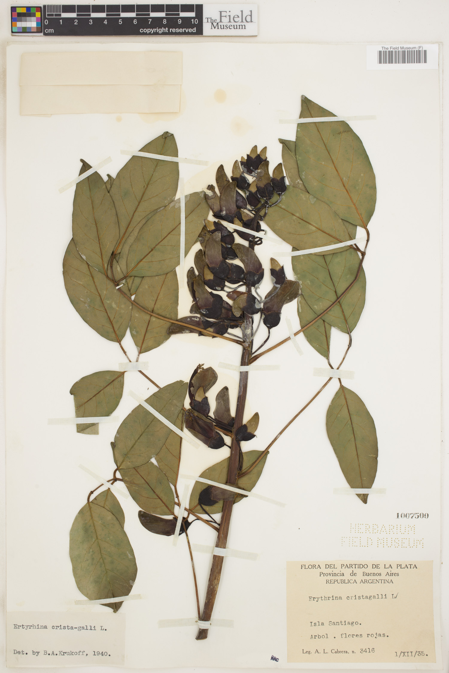 Erythrina crista-galli image