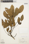 Erythrina falcata image