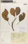 Sloanea veracruzana image