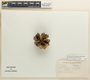 Esenbeckia macrantha image
