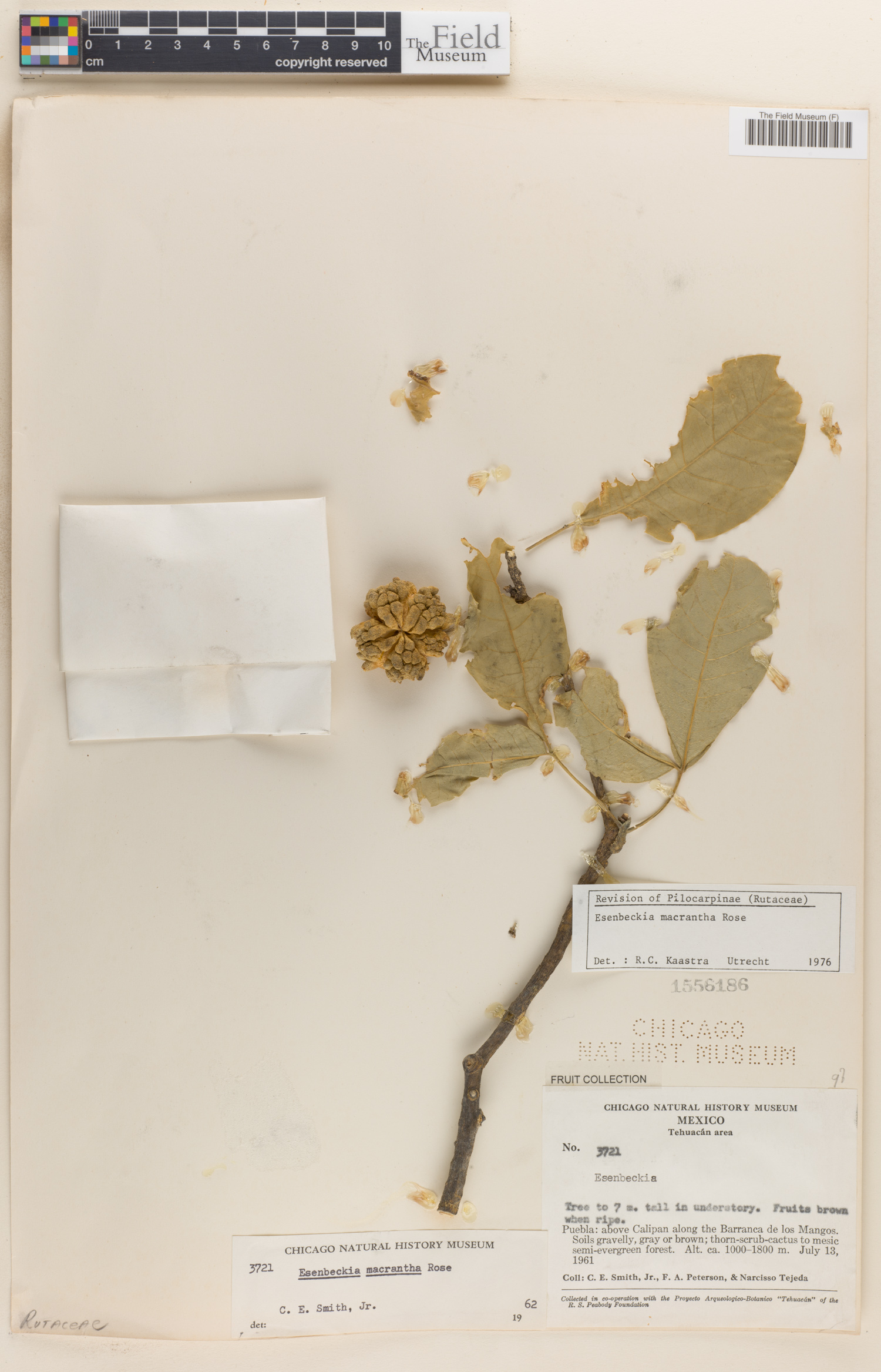 Esenbeckia macrantha image