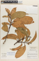 Sloanea floribunda image