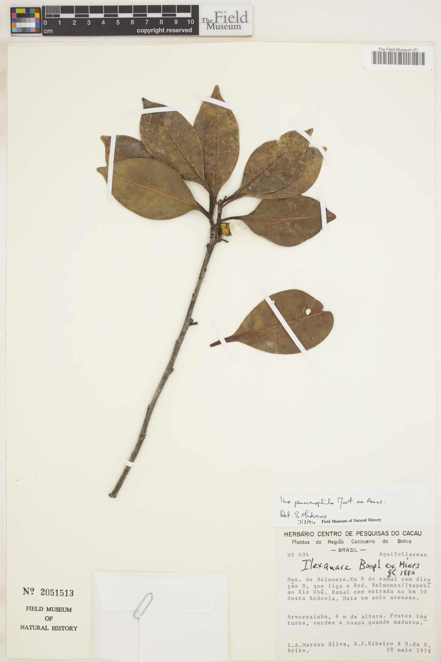 Ilex psammophila image