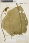 Erythrina megistophylla image