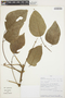 Erythrina poeppigiana image