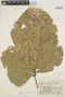 Erythrina polychaeta image