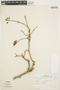 Erythrina senegalensis image