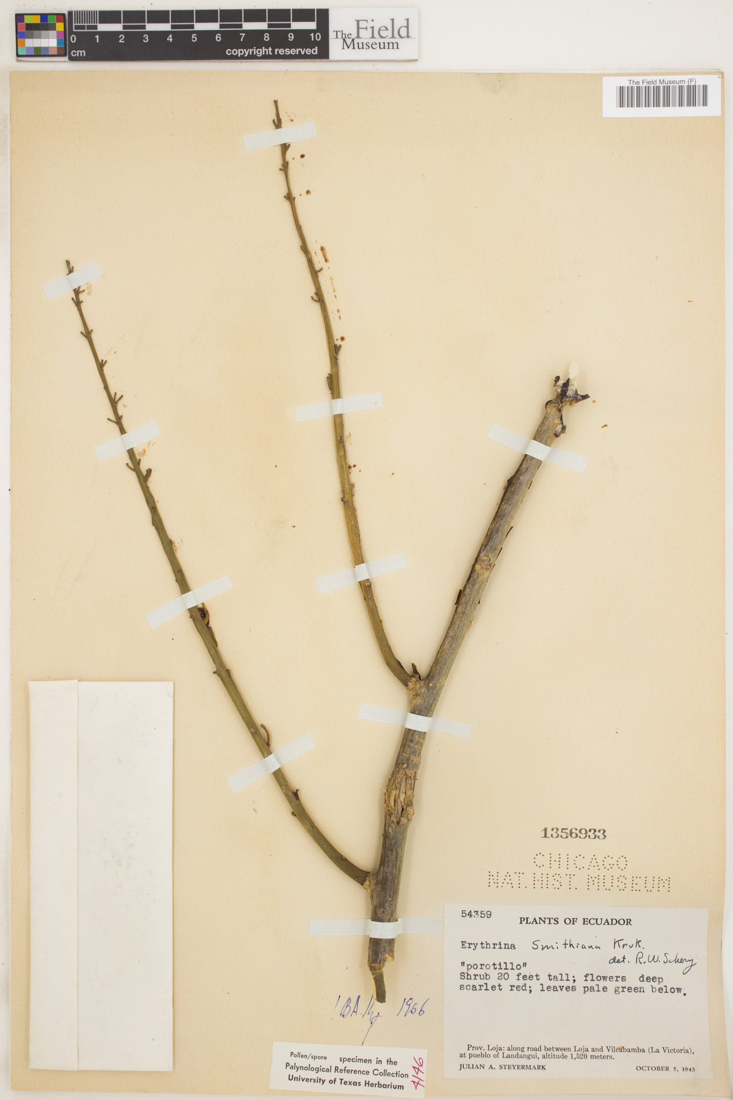 Erythrina smithiana image