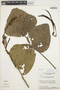 Erythrina speciosa image