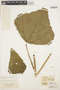 Erythrina speciosa image