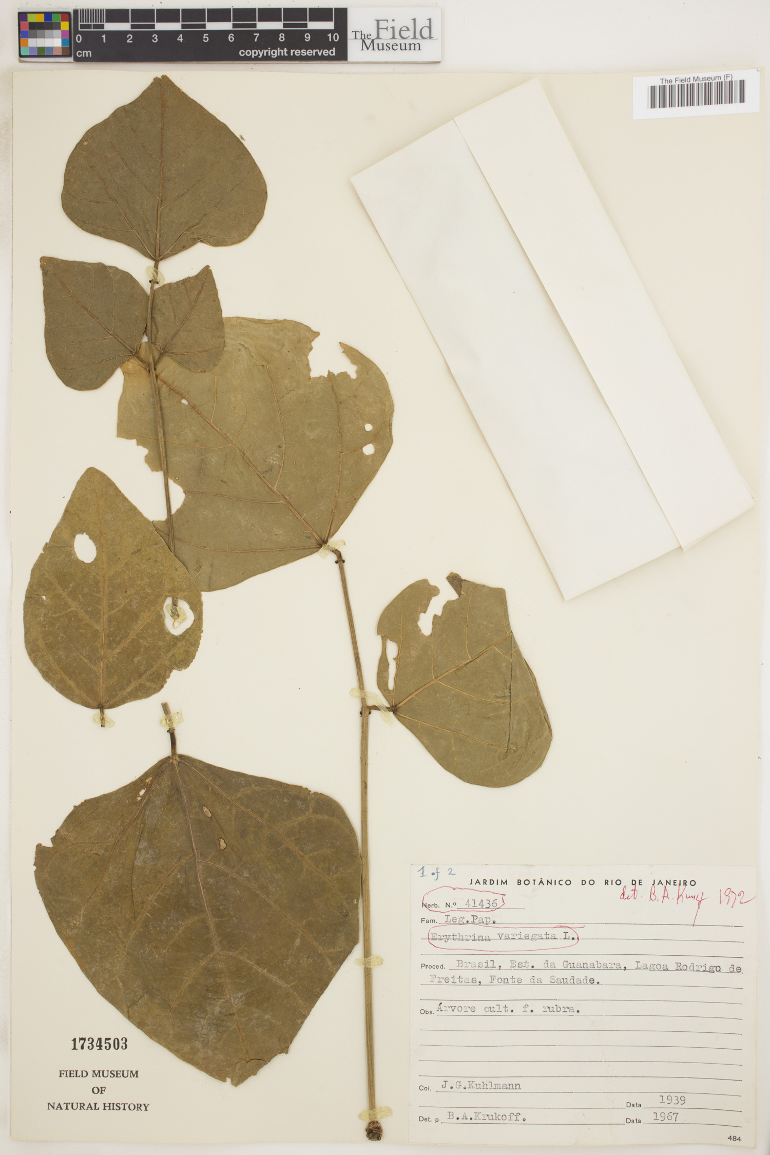 Erythrina variegata image
